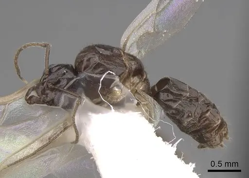 Lasius niger - CASENT0923061