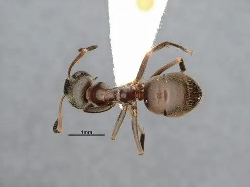 Lasius niger - CASENT4031895