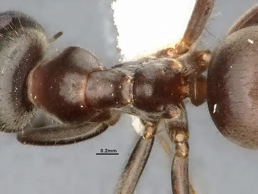 Lasius niger - CASENT4031895