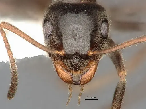 Lasius niger - CASENT4031895