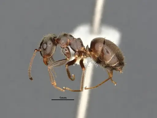 Lasius niger - CASENT4031895