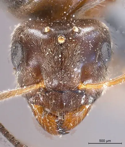 Lasius nigrescens specimen