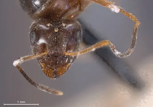 Lasius nigrescens specimen