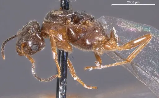 Lasius nigrescens specimen