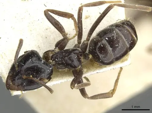 Lasius nipponensis specimen