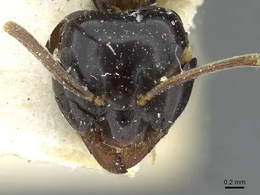 Lasius nipponensis specimen