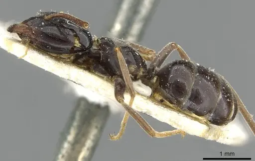 Lasius nipponensis specimen
