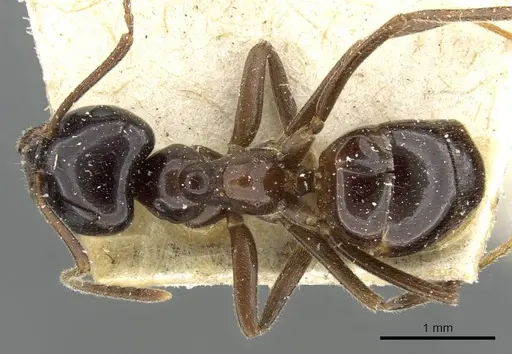 Lasius nipponensis - CASENT0911057