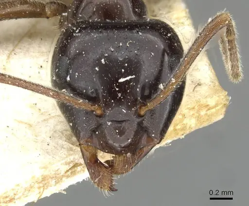Lasius nipponensis - CASENT0911057
