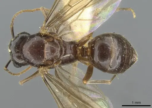 Lasius nipponensis - CASENT0911181