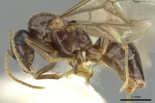 Lasius nipponensis - CASENT0911181