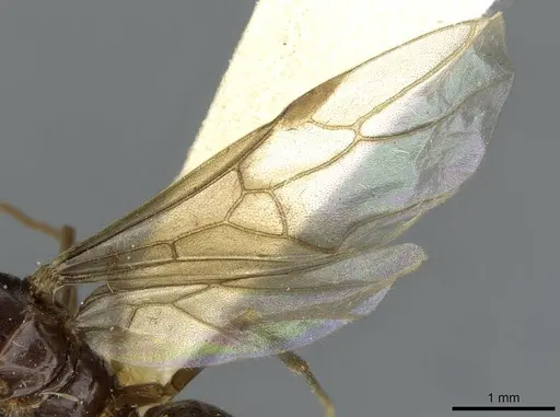 Lasius nipponensis - CASENT0911181