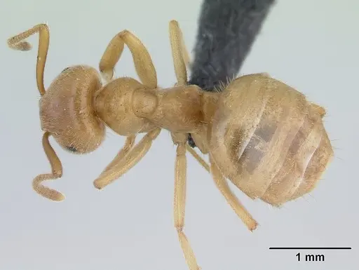 Lasius nitidigaster specimen