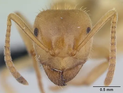 Lasius nitidigaster specimen