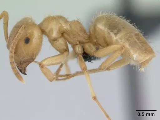 Lasius nitidigaster specimen