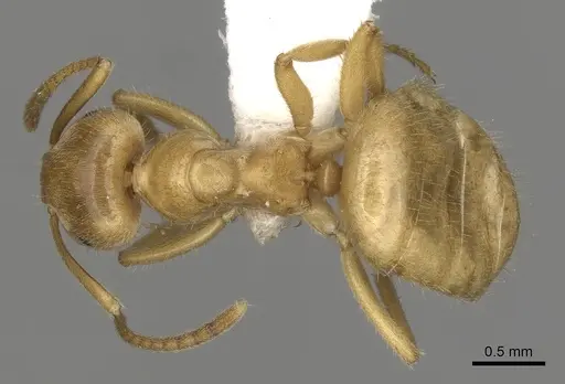 Lasius nitidigaster - CASENT0280465