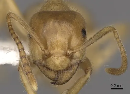 Lasius nitidigaster - CASENT0280465