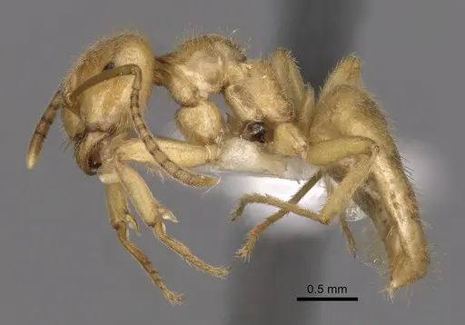 Lasius nitidigaster - CASENT0280465