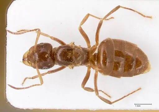 Lasius nitidigaster - FOCOL0756