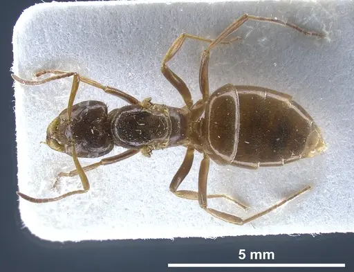 Lasius nitidigaster - FOCOL0756