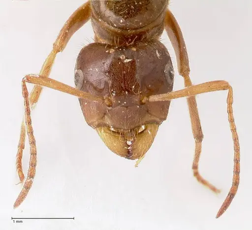 Lasius nitidigaster - FOCOL0756