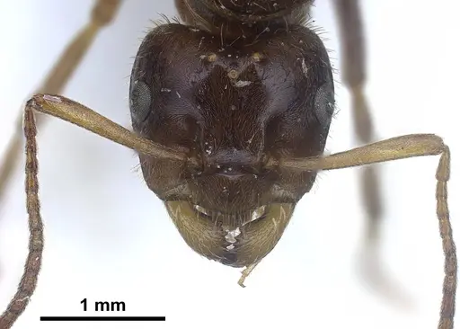 Lasius nitidigaster - FOCOL0756