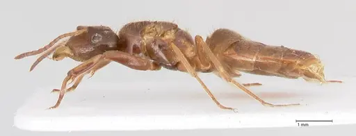 Lasius nitidigaster - FOCOL0756