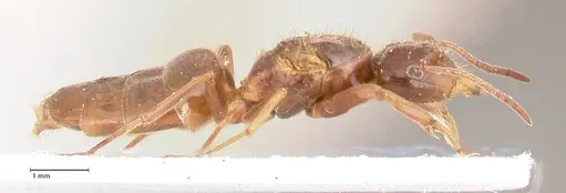 Lasius nitidigaster - FOCOL0756