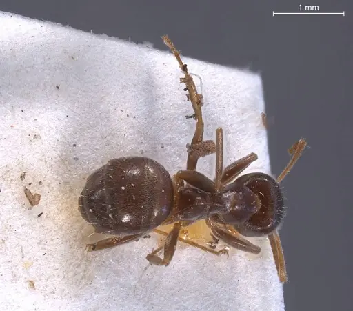 Lasius obscuratus specimen