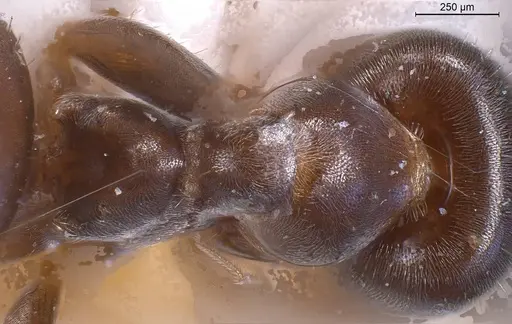 Lasius obscuratus specimen