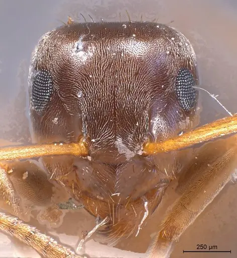 Lasius obscuratus specimen