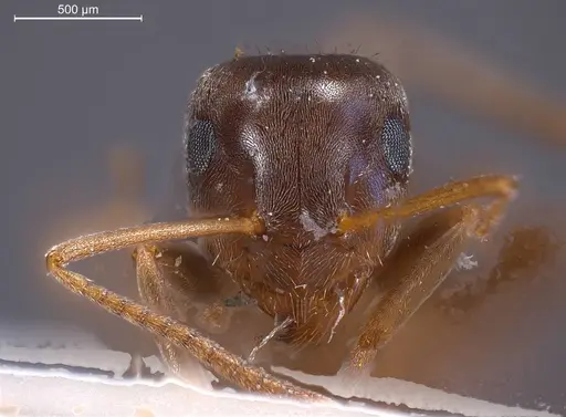 Lasius obscuratus - ANTWEB1008435
