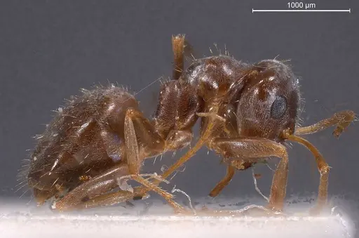 Lasius obscuratus - ANTWEB1008435