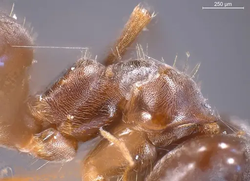 Lasius obscuratus - ANTWEB1008435