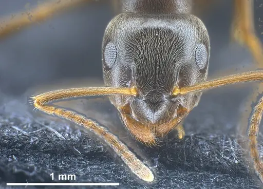 Lasius obscuratus - ANTWEB1041465