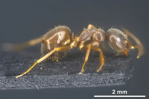 Lasius obscuratus - ANTWEB1041465