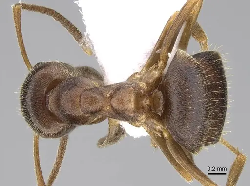 Lasius obscuratus - CASENT0922718