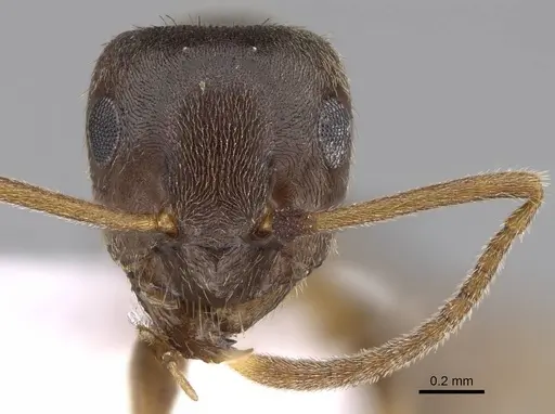 Lasius obscuratus - CASENT0922718