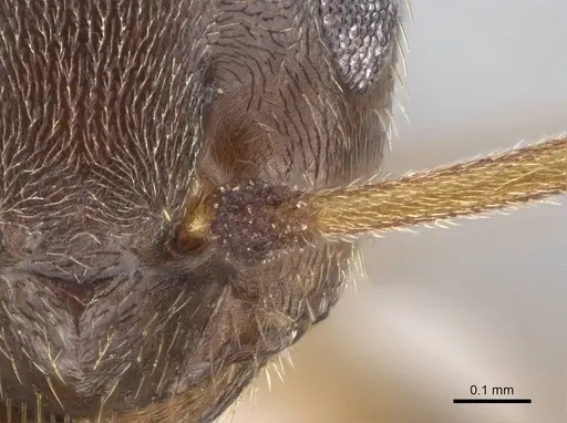 Lasius obscuratus - CASENT0922718