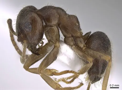Lasius obscuratus - CASENT0922718