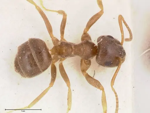 Lasius obscuratus - FOCOL0749