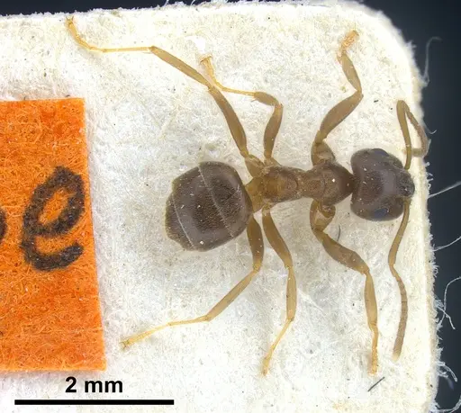 Lasius obscuratus - FOCOL0749