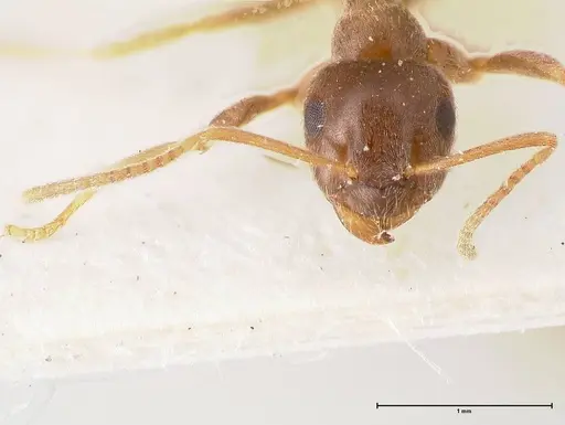 Lasius obscuratus - FOCOL0749