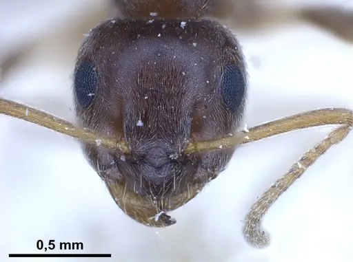 Lasius obscuratus - FOCOL0749