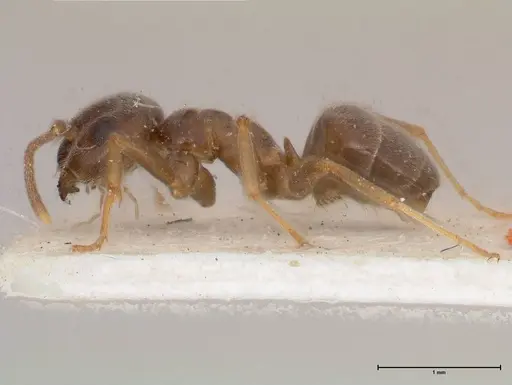 Lasius obscuratus - FOCOL0749