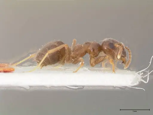 Lasius obscuratus - FOCOL0749