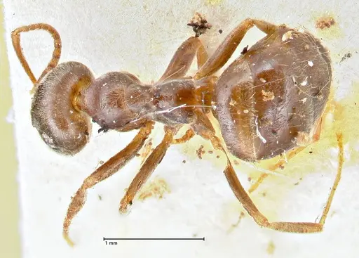 Lasius obscuratus - FOCOL2738