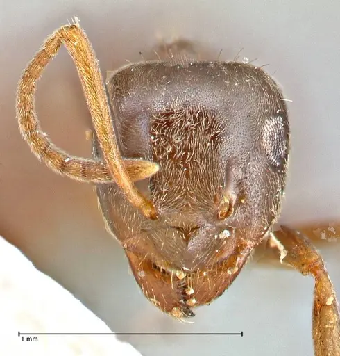Lasius obscuratus - FOCOL2738