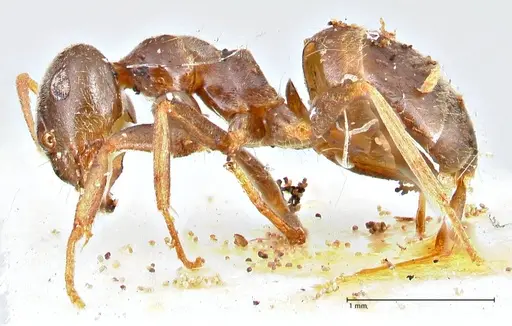 Lasius obscuratus - FOCOL2738