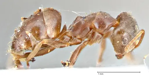 Lasius obscuratus - FOCOL2738